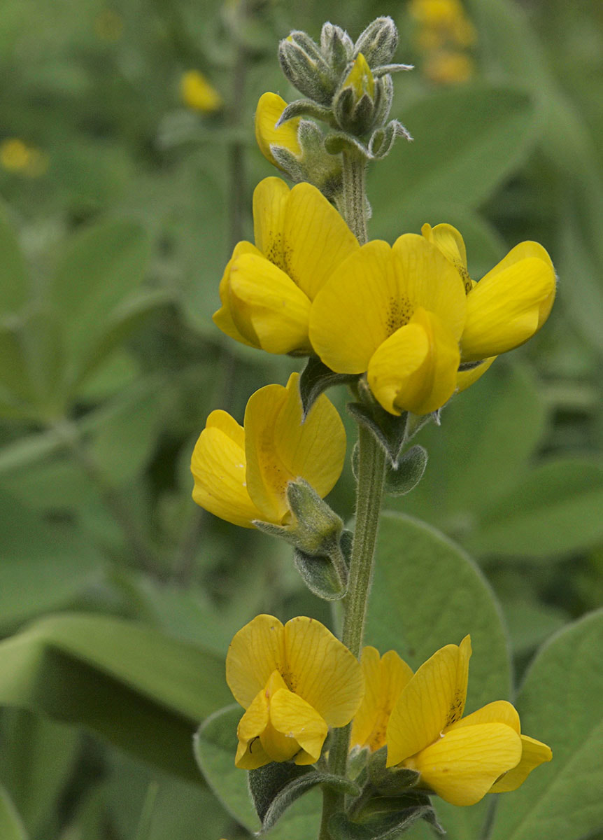 Thermopsis gracilis