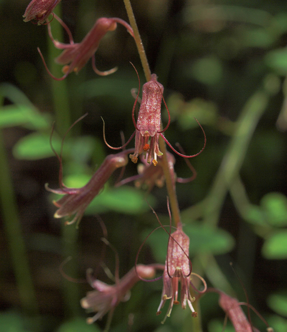 Tolmiea menziesii