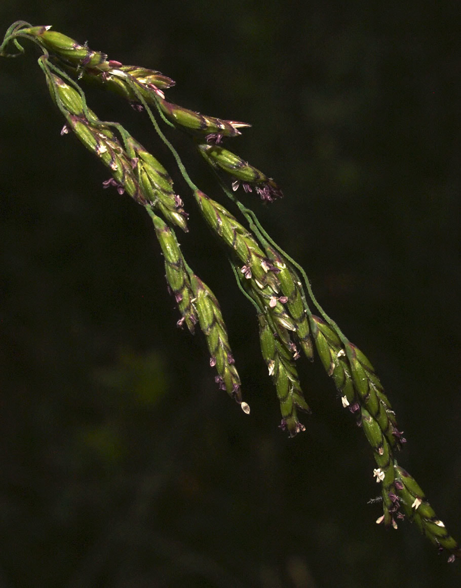 Torreyochloa pallida var. pauciflora