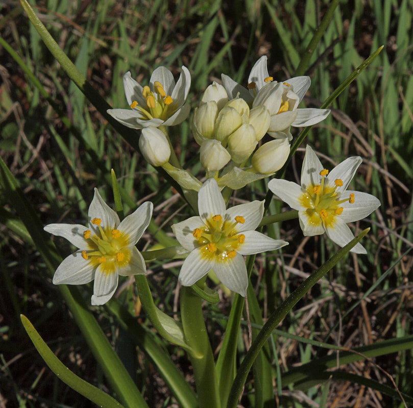 Toxicoscordion fremontii