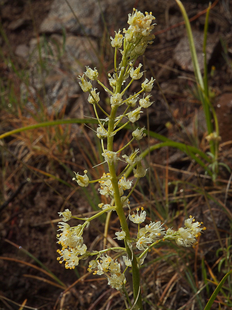 Erythronium americanum ssp. americanum