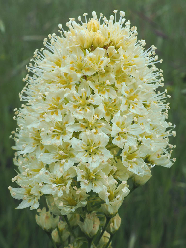  Picture Toxicoscordion venenosum var. venenosum (Meadow death-camas)