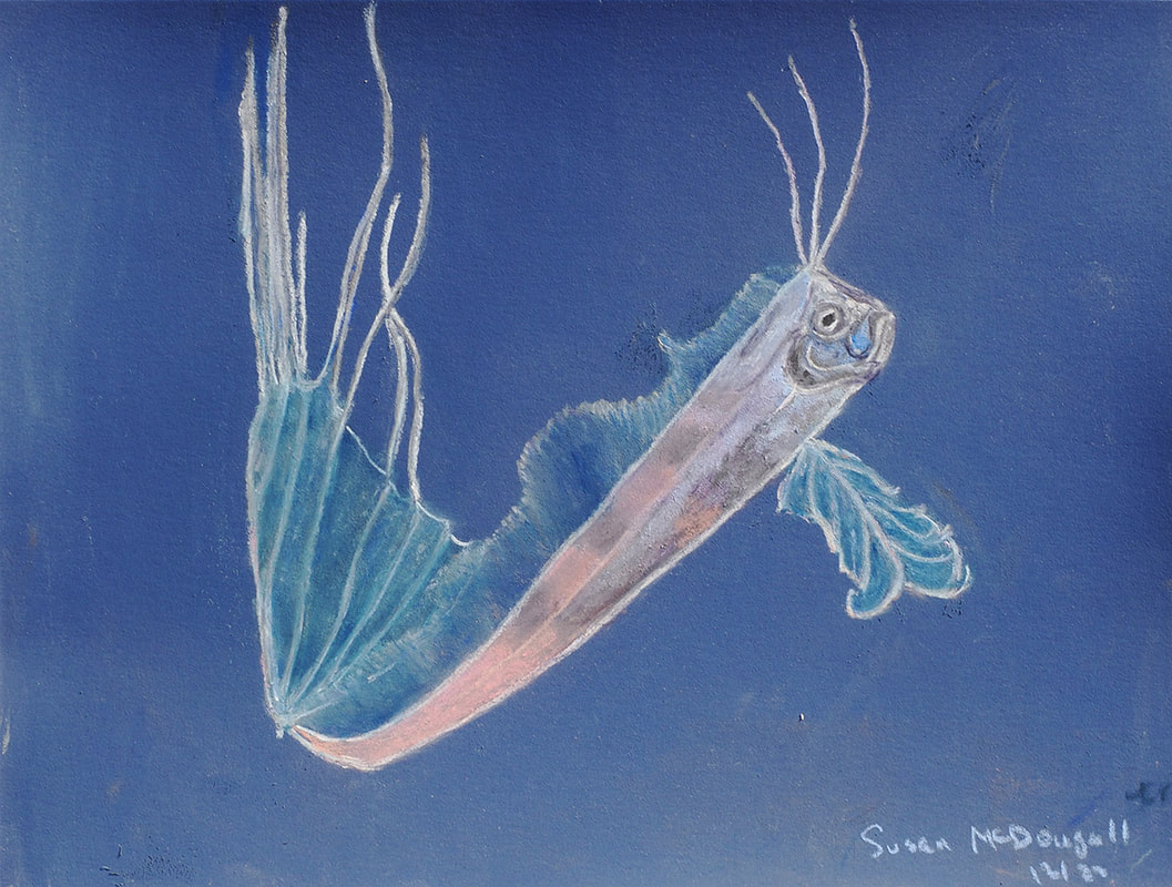 King-of-the-Salmon (Trachipterus altivelis)