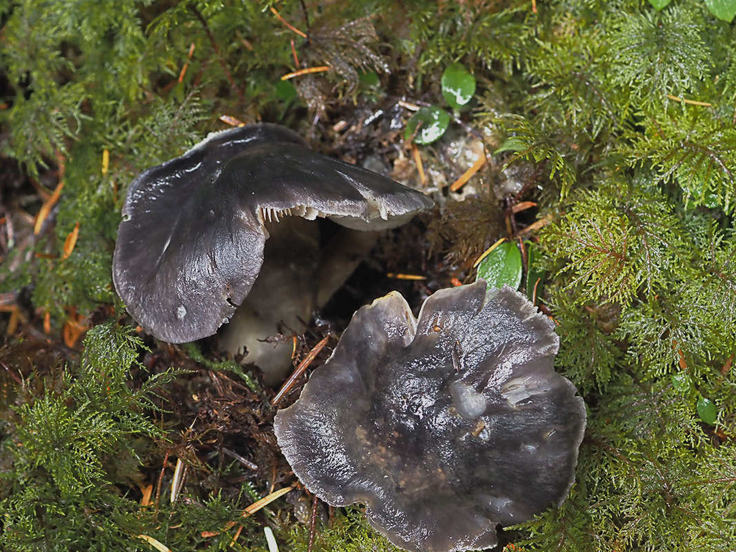 Tricholoma portentosum (Sticky gray Trich) 