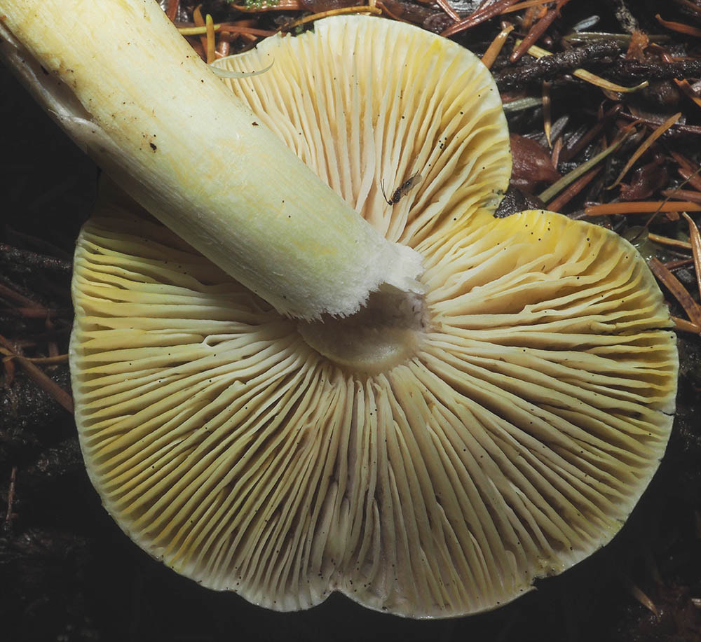 Tricholoma sejunctum (Deceiving knight) 