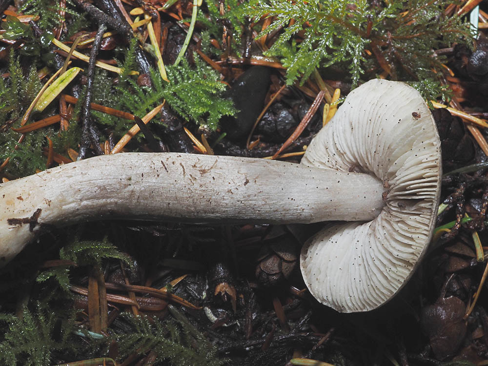 Tricholoma terreum 