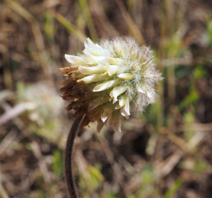 Trifolium eriocephalum