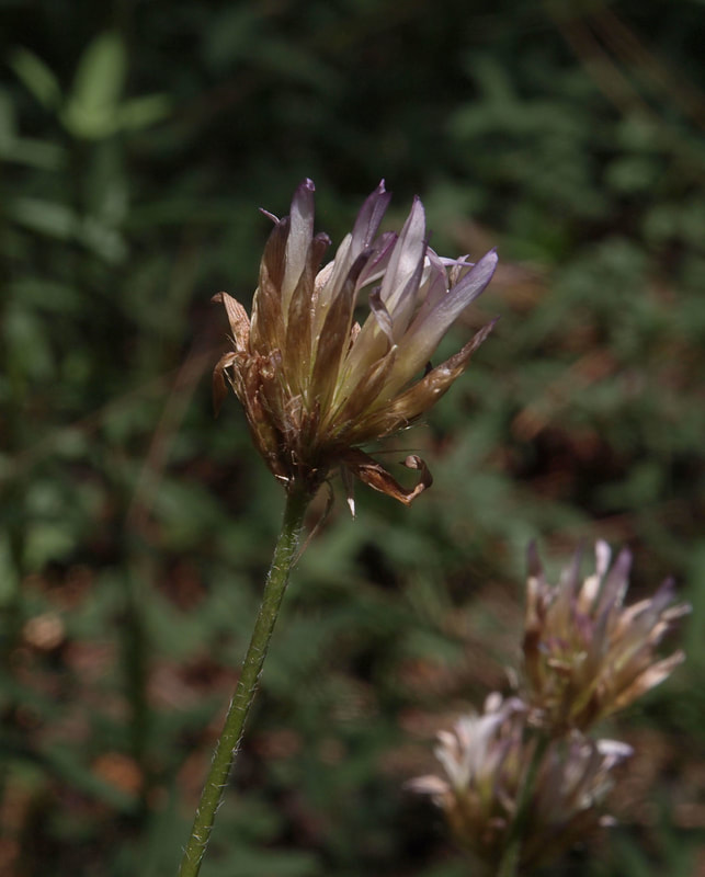 Trifolium longipes var. multipedunculatum