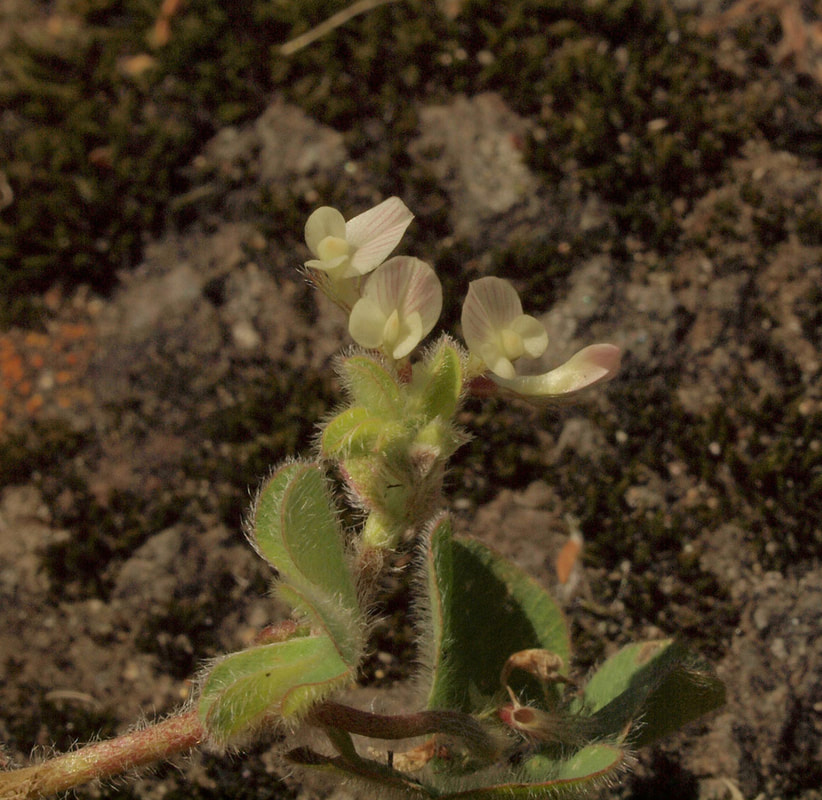 Trifolium macraei