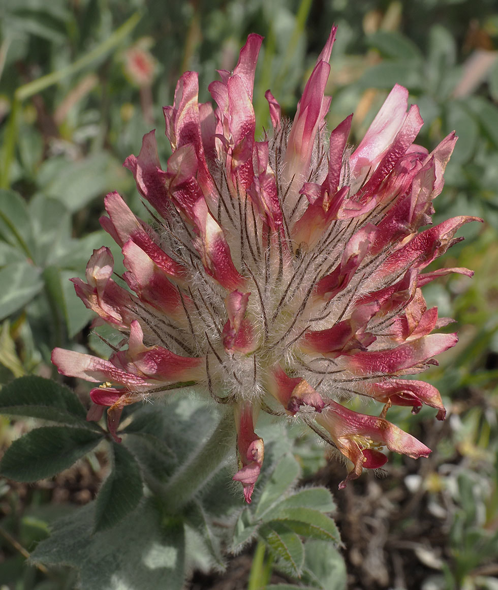 Trifolium macrocephalum