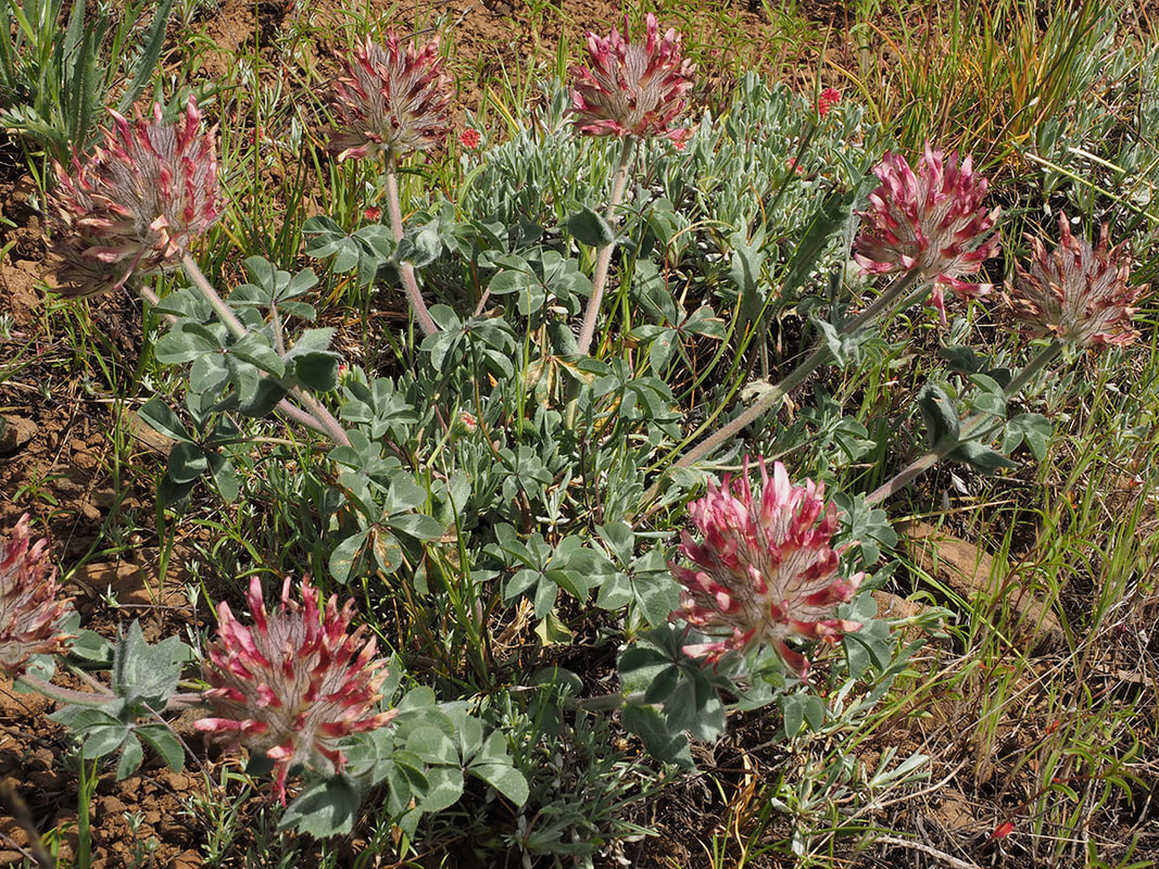Trifolium macrocephalum
