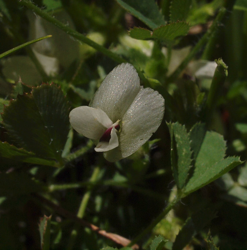 Trifolium monanthum