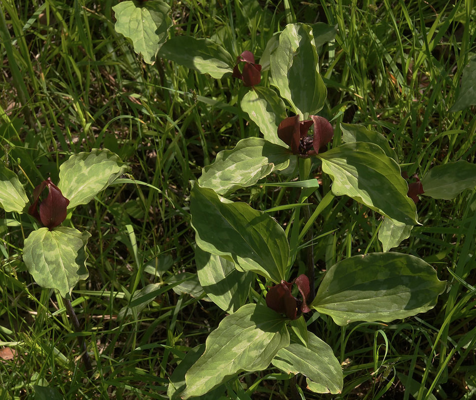 Trillium recurvatum