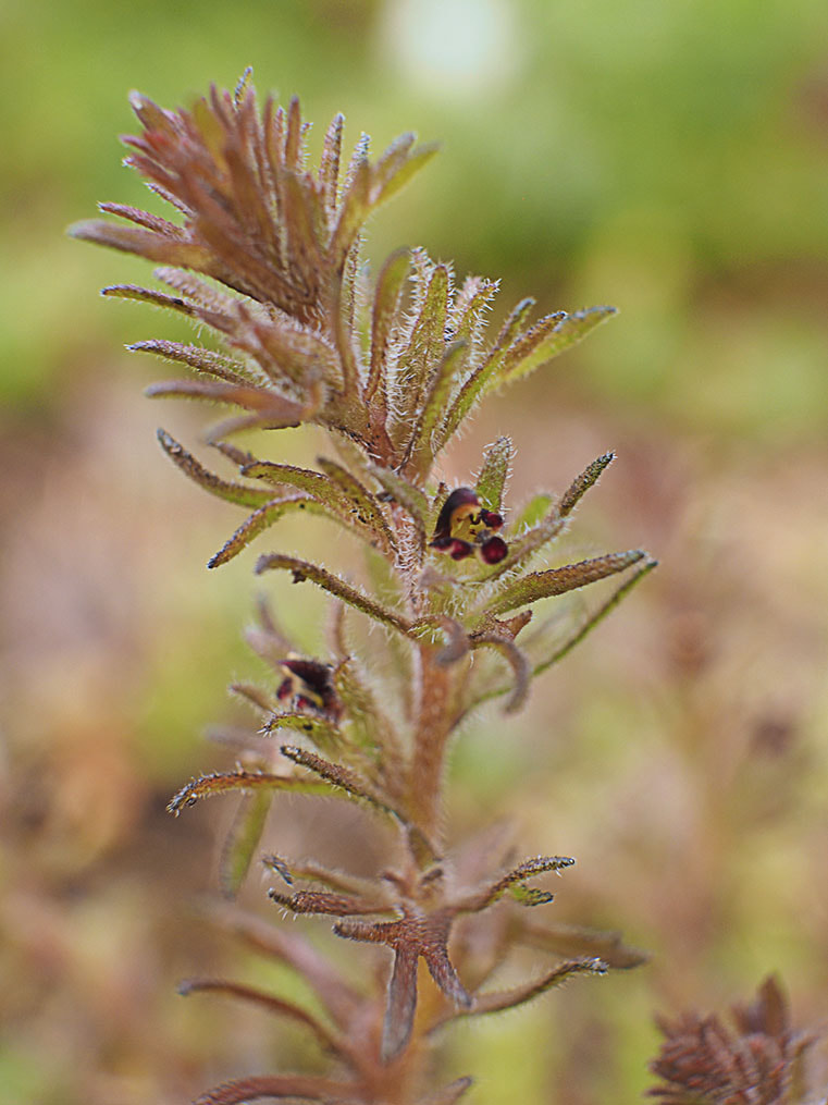 Triphysaria pusilla - Dwarf owl-clover