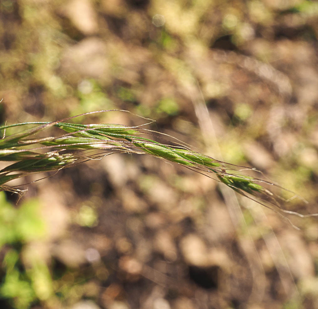 Trisetum canescens (Tall false oat)