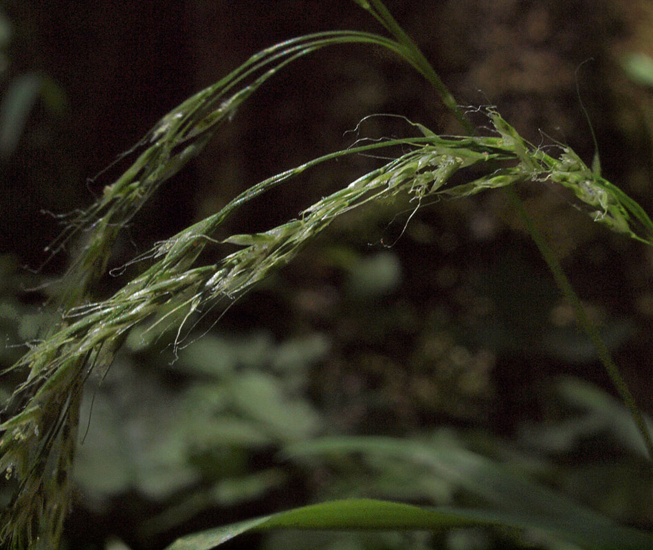 Trisetum cernuum