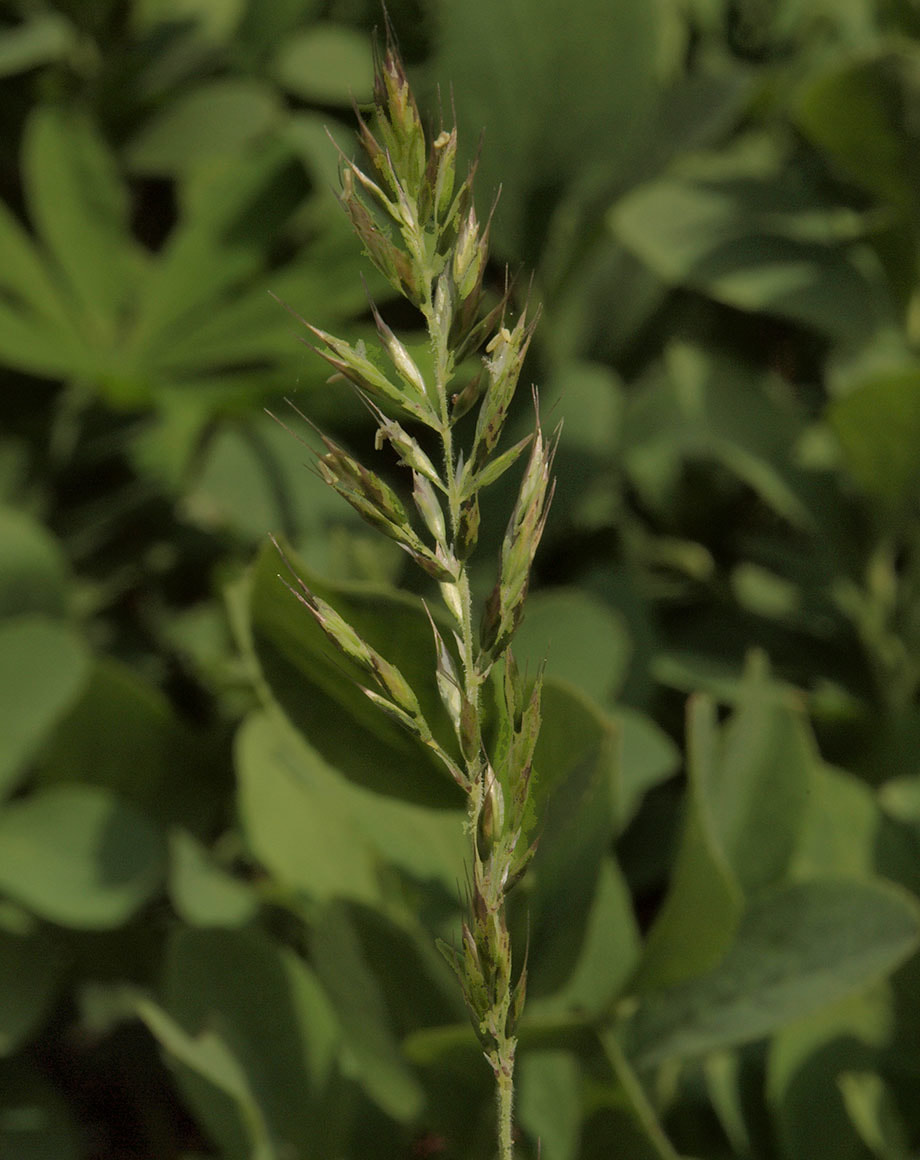 Trisetum canescens