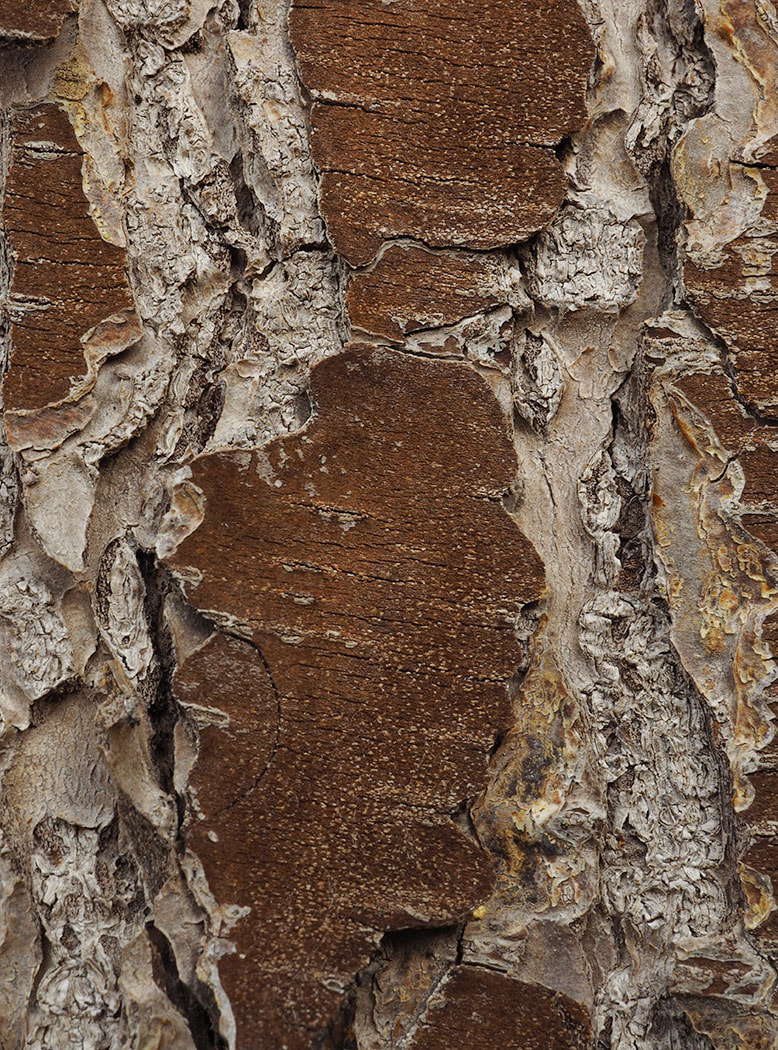 Tsuga heterophylla