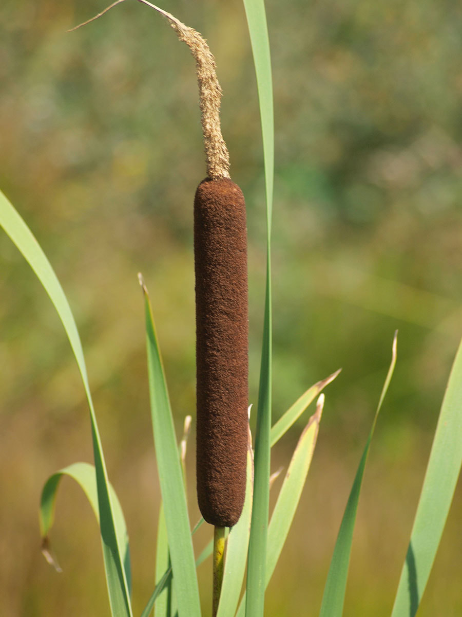 Typha latifolia