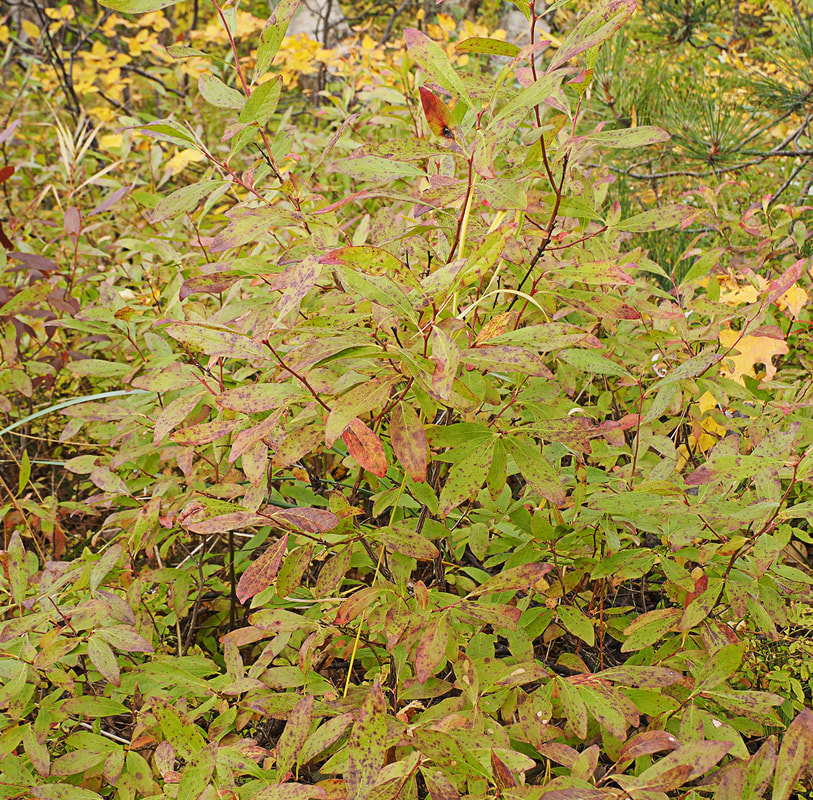 Vaccinium angustifolium