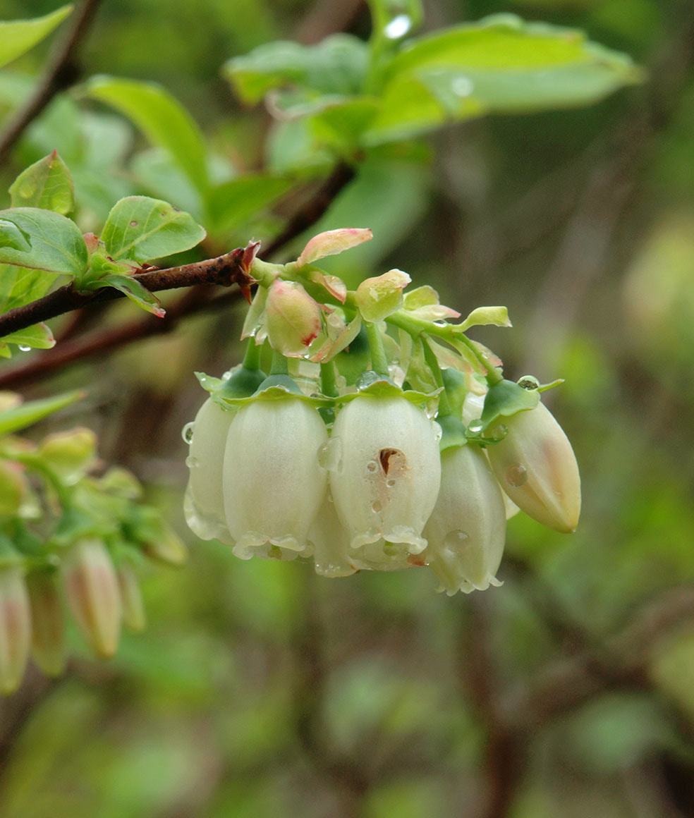 Vaccinium corymbosum