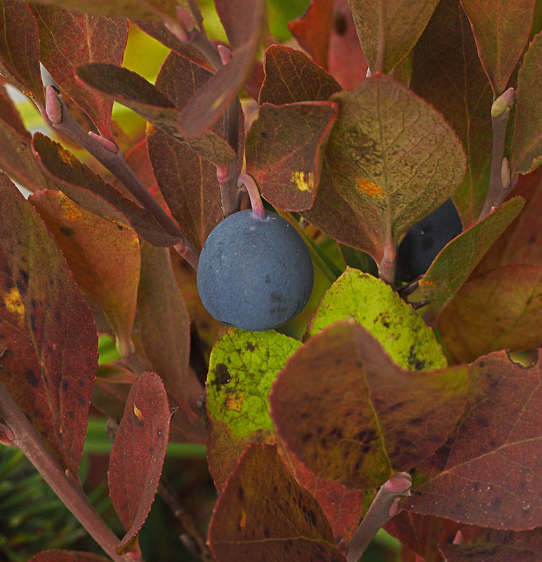 Vaccinium deliciosum