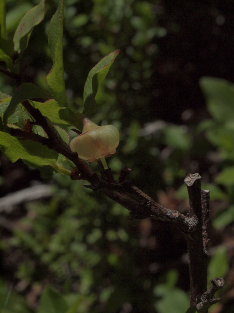 Vaccinium membranaceum