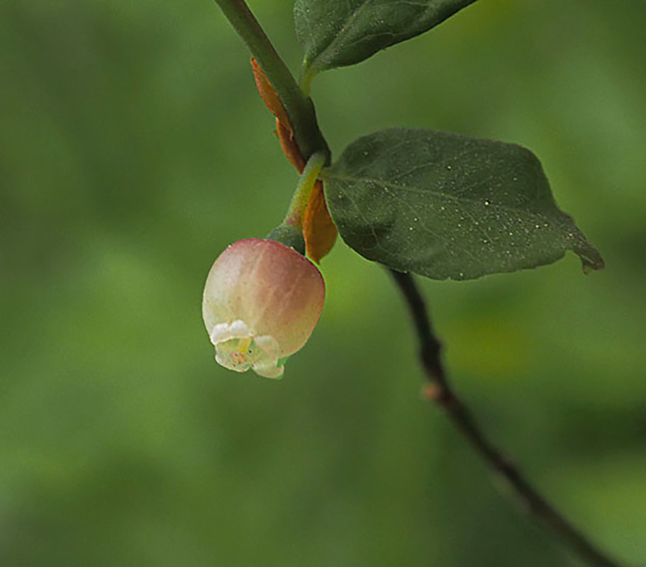 Vaccinium myrtillus