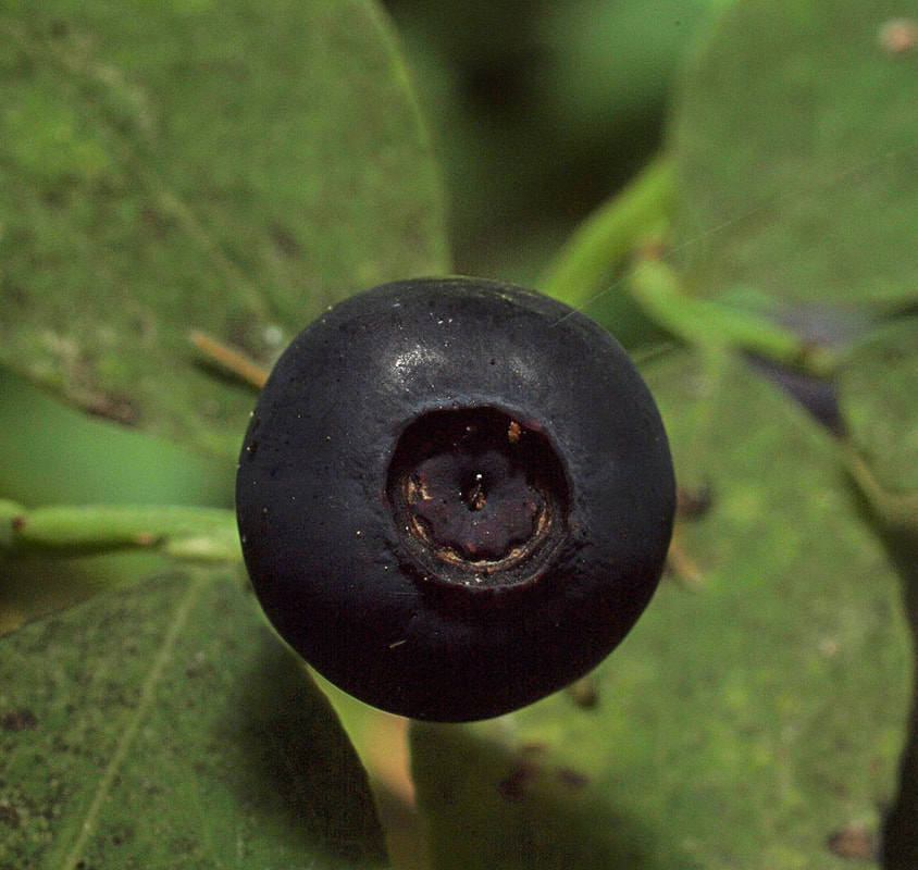 Vaccinium ovalifolium