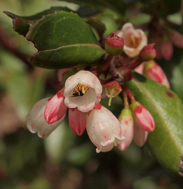 Vaccinium ovatum