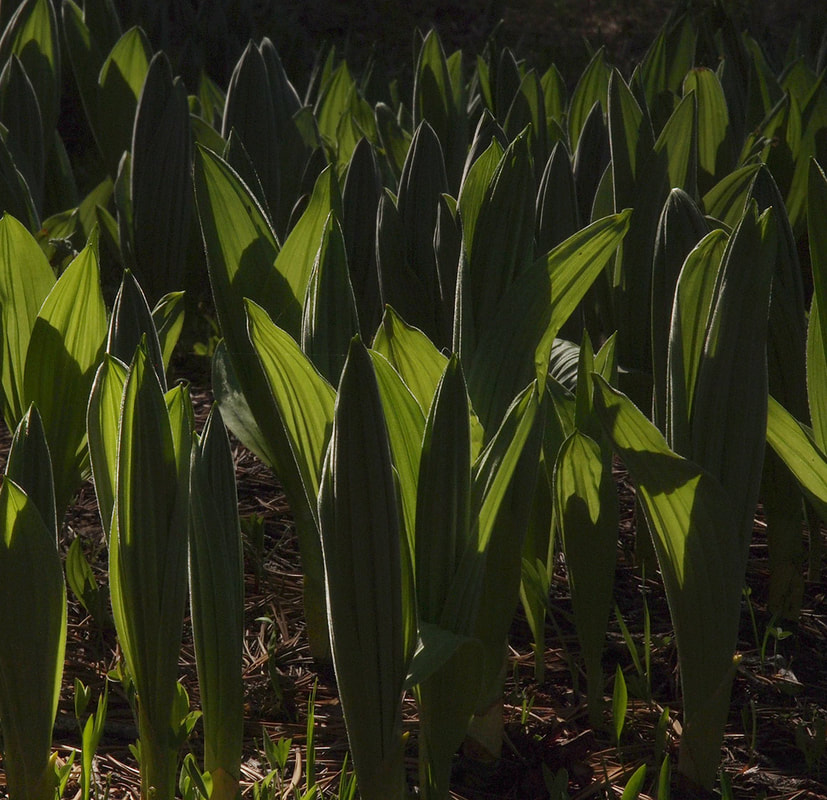 Veratrum californicum var. californicum