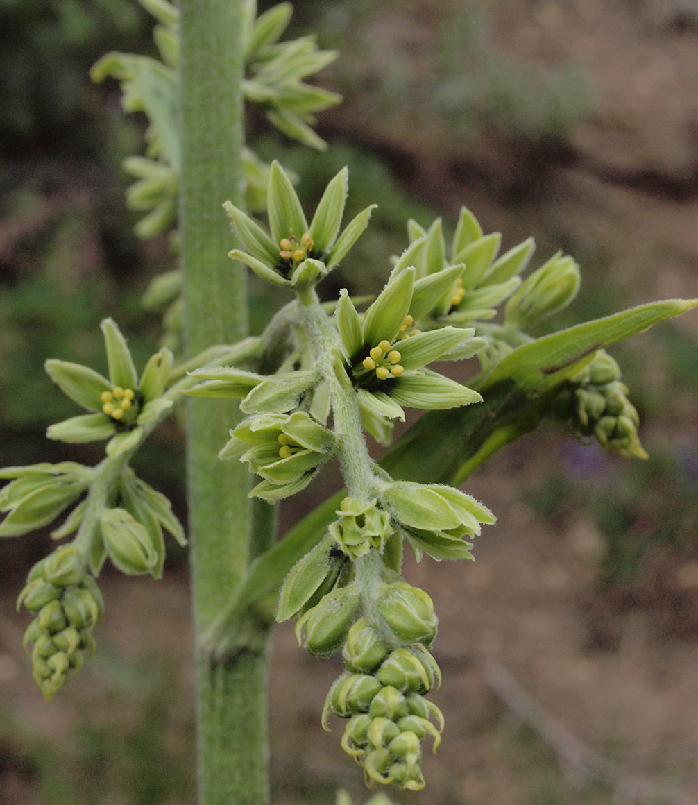 Veratrum viride