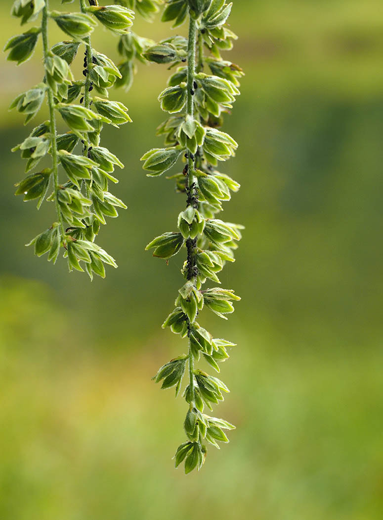 Veratrum viride var. eschscholtzianum (American wild hellebore) (American wild hellebore)