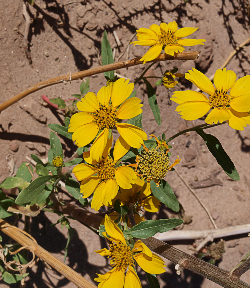 Verbesina enselioides