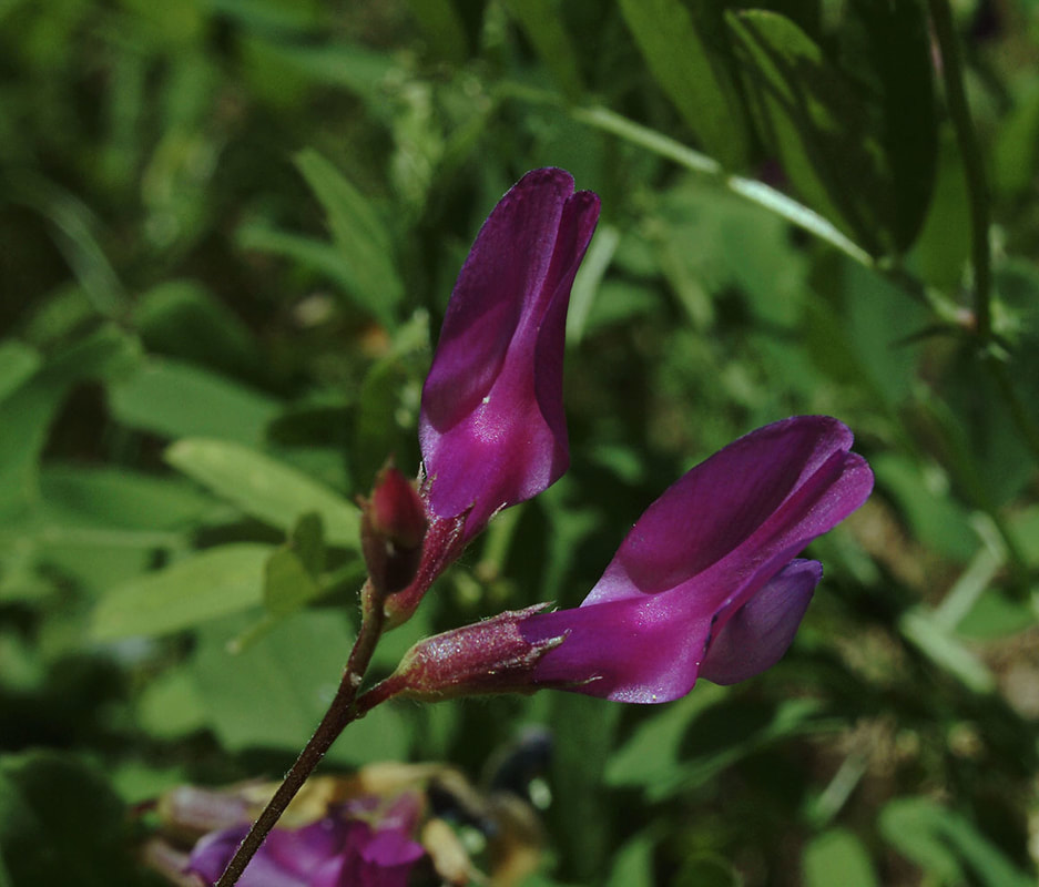 Vicia americana ssp. americana