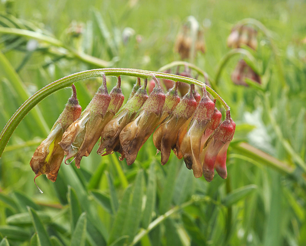 Vicia nigricans var. gigantea (Giant vetch) 