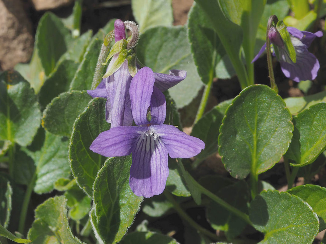 Viola adunca (Early blue violet)