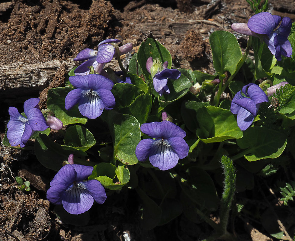 Viola adunca ssp. adunca