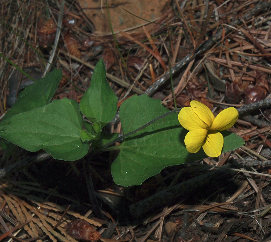 Viola lobata var. integrifolia