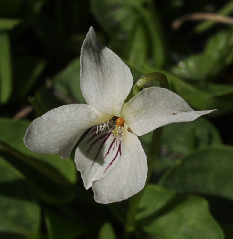 Viola macloskeyi