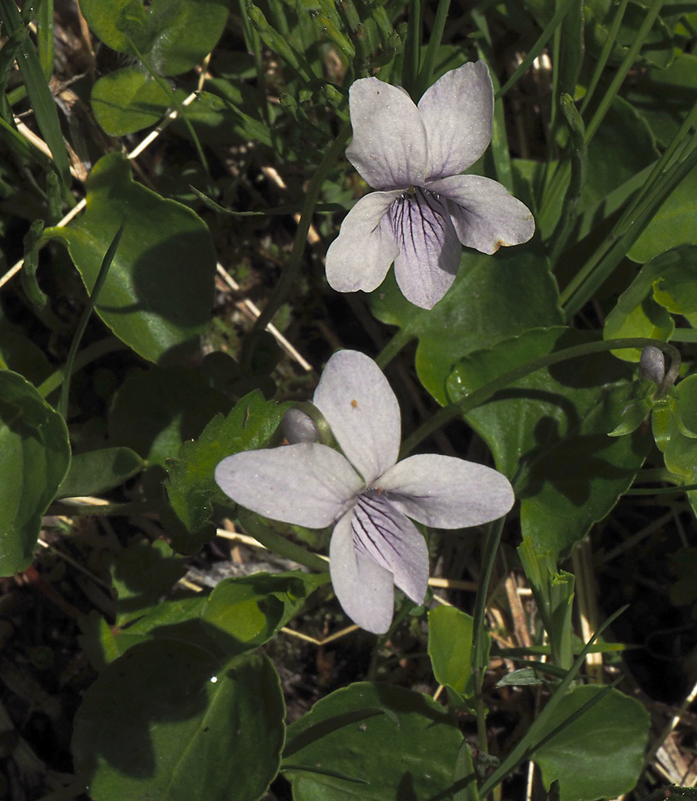 Viola palustris