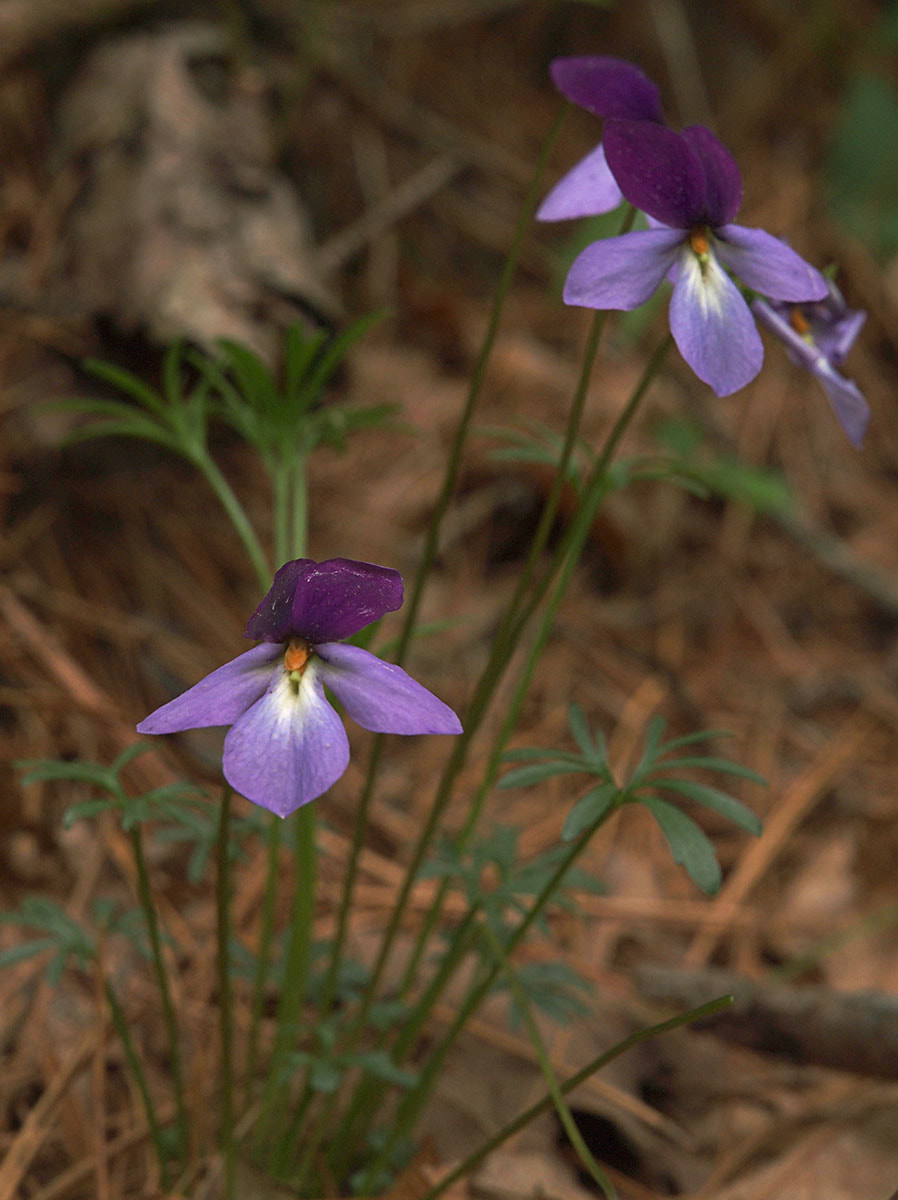 Viola pedata