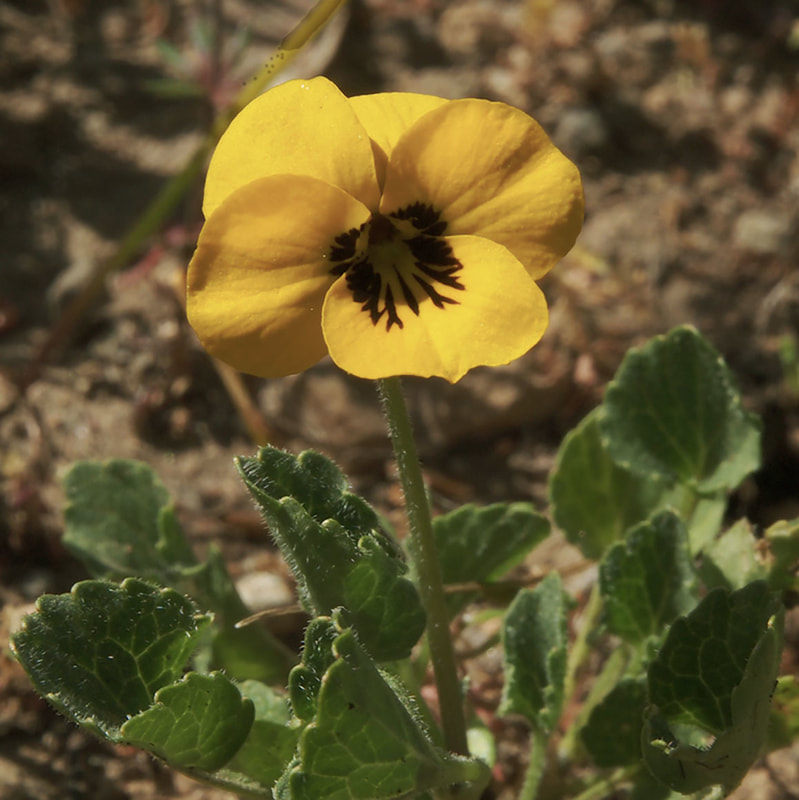 Viola pedunculata