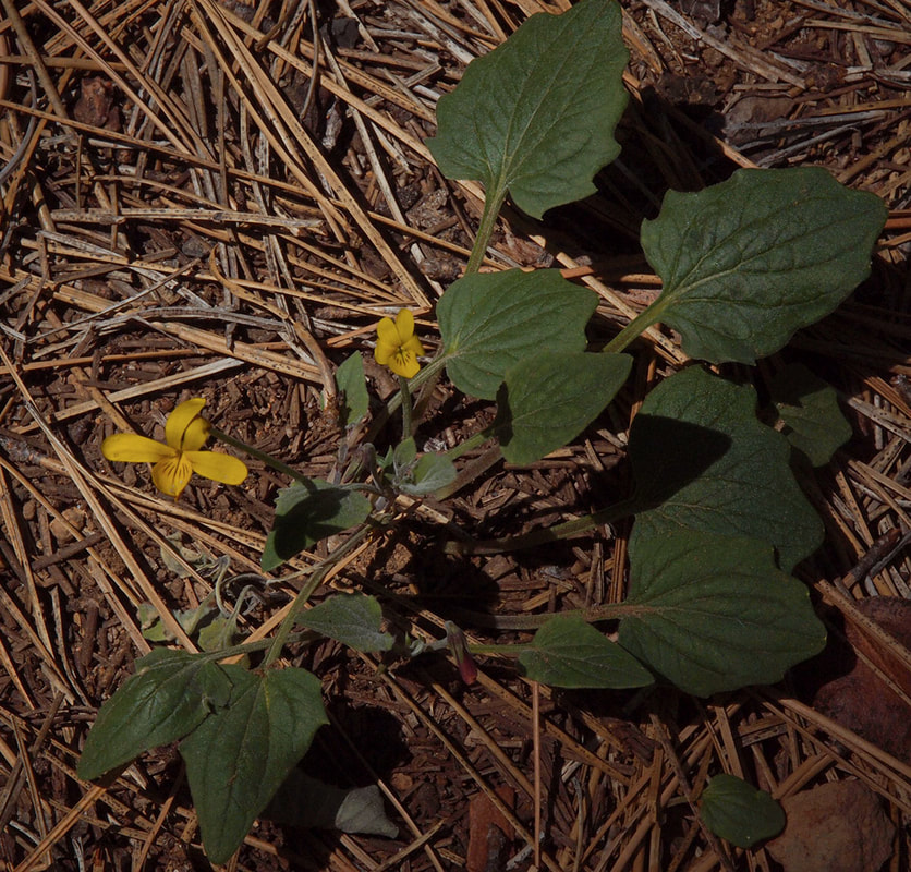 Lithophragma parviflorum