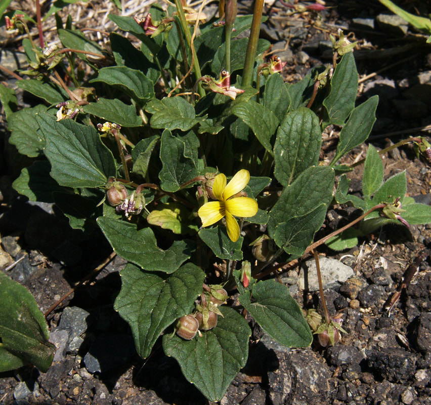 Viola purpurea var. venosa