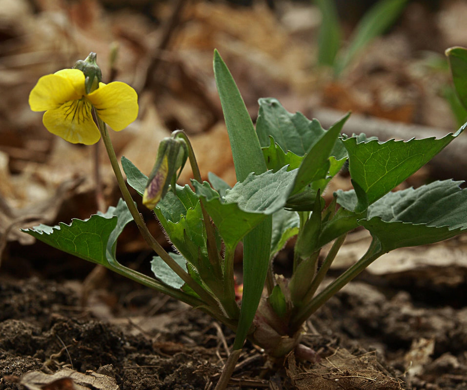 Viola rotundifolia