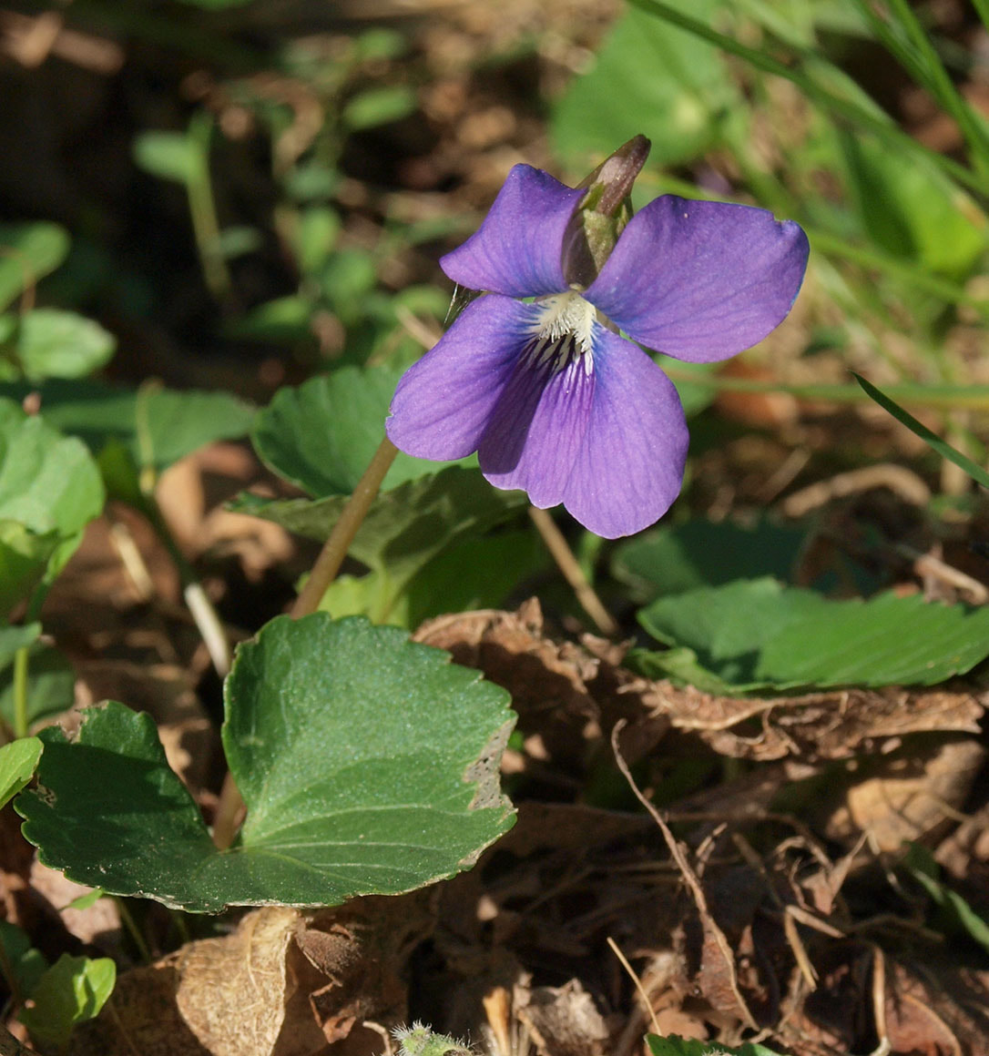 Viola sororia