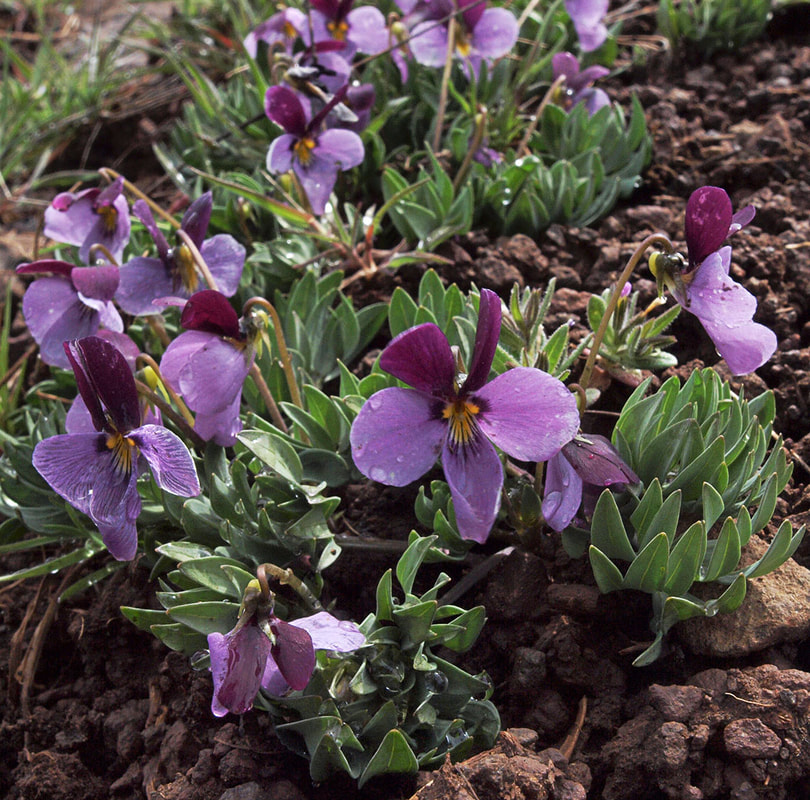 Viola trinervata