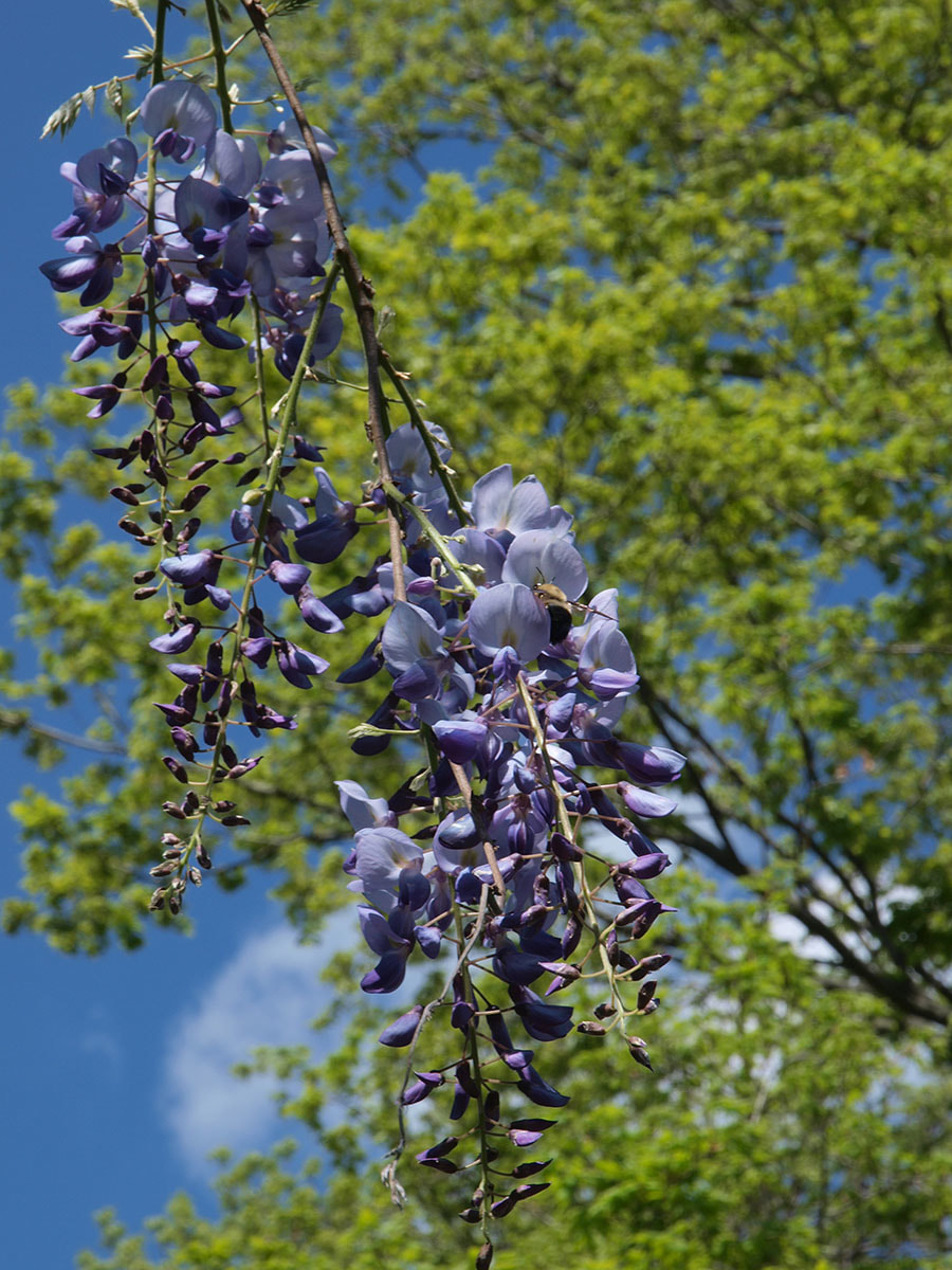 Wisteria frutescens