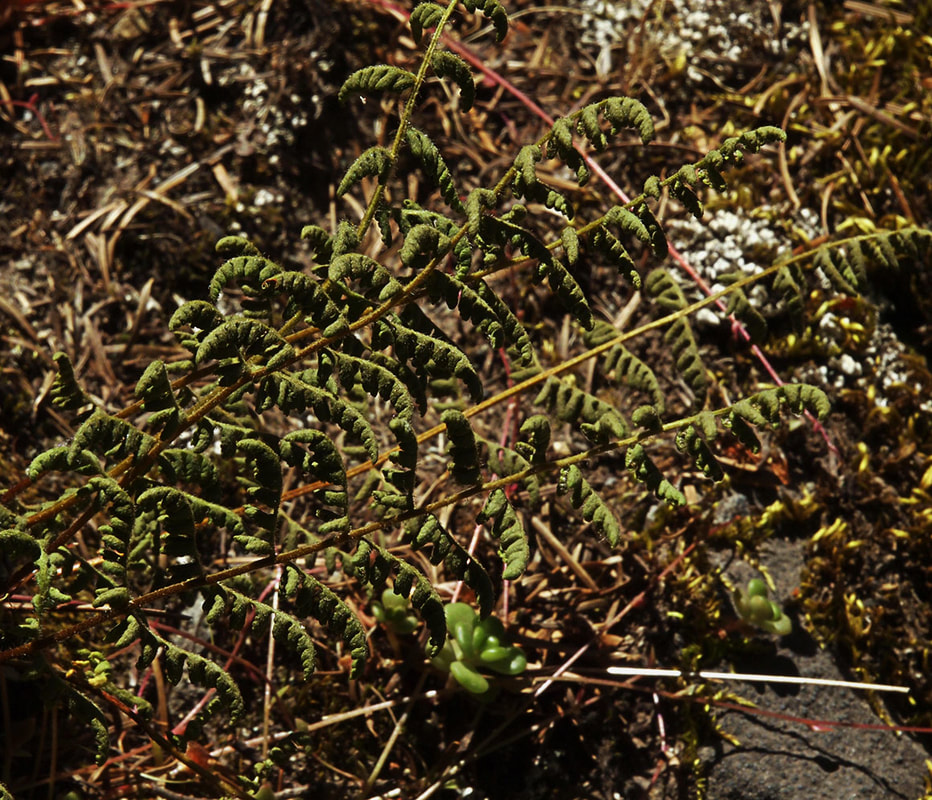 Woodsia oregana ssp. oregana
